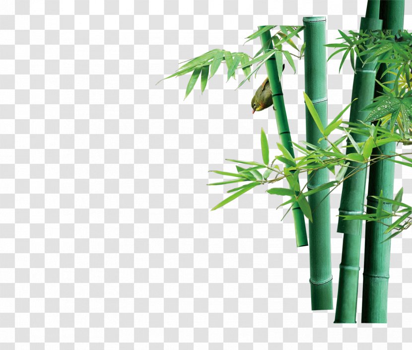 Green Bamboo Bamboe Computer File - Software Transparent PNG