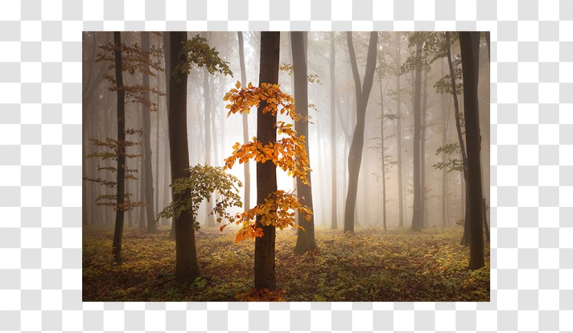 Desktop Wallpaper Mural Office - Small Officehome - Foggy Forest Transparent PNG