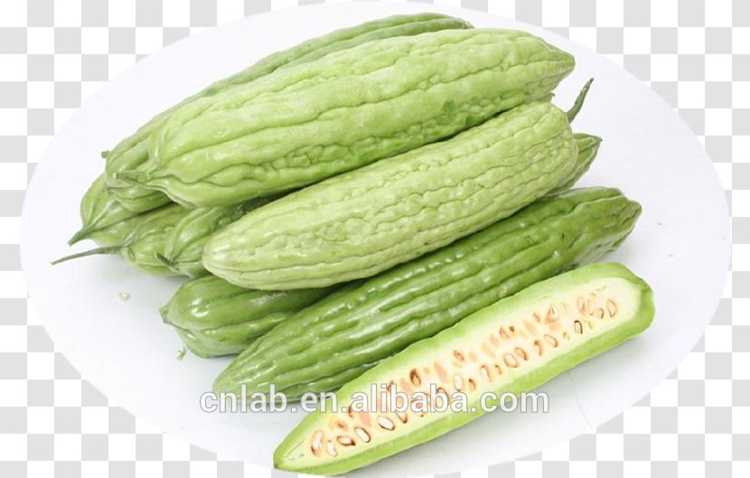 Bitter Melon Vegetable Food Bitterness Blood Sugar - Zucchini - Gourd Transparent PNG