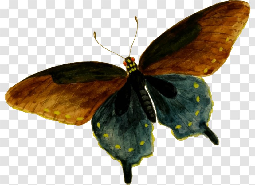 Colias Butterfly Battus Philenor Clip Art Transparent PNG
