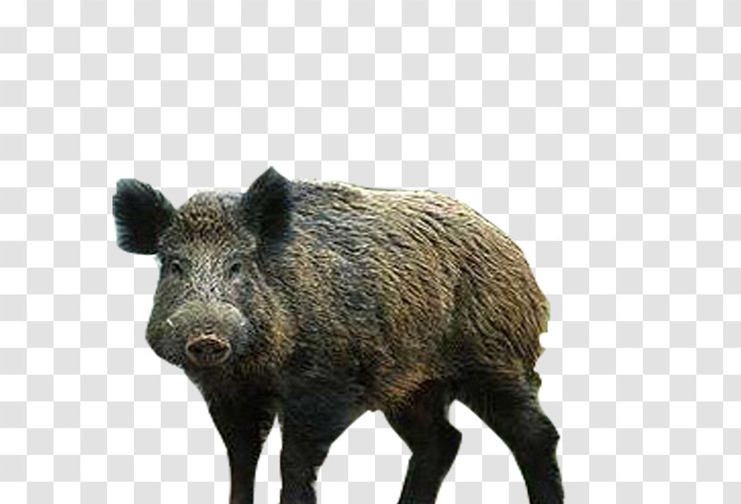 Wild Boar Peccary Wildlife Snout Carnivore - Pig Transparent PNG