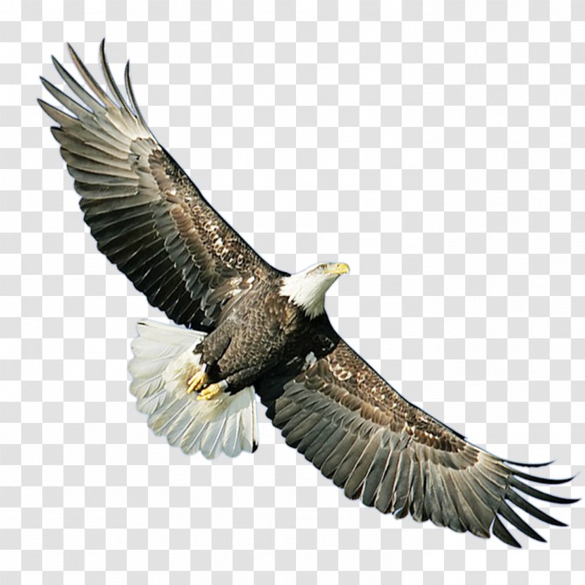 Bald Eagle Hawk Icon - Bird Of Prey Transparent PNG