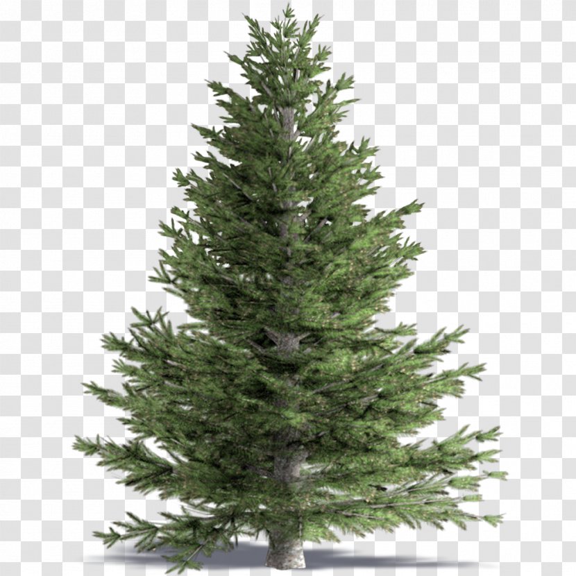 Spruce White Fir Pine Building Information Modeling False Cypress - Evergreen - Conifers Transparent PNG