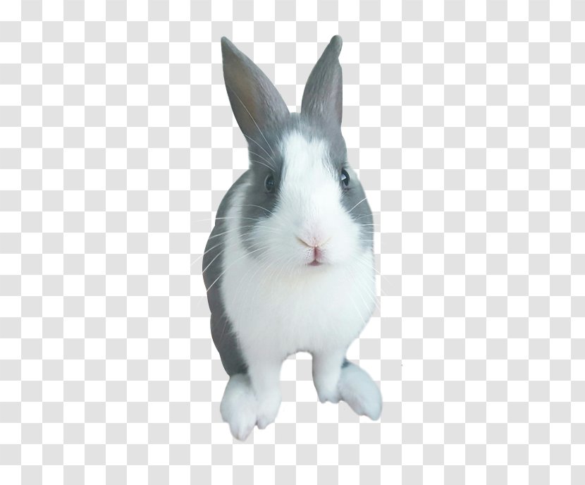 Domestic Rabbit Whiskers Snout - Jowar Transparent PNG