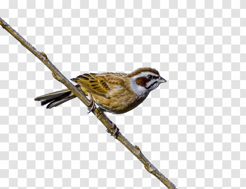 House Sparrow The Bird Finch - Branch - On Treetops Transparent PNG