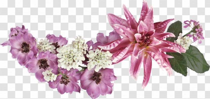Flower Photography Morning Clip Art - Plant - Gazania Transparent PNG