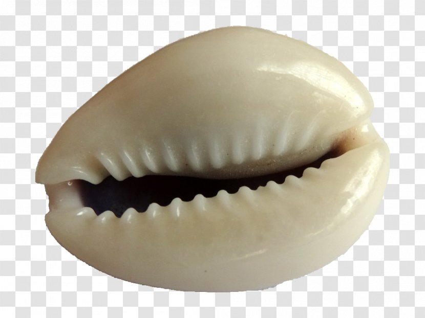 Monetaria Moneta Cypraea Seashell Conchology Malacology Transparent PNG