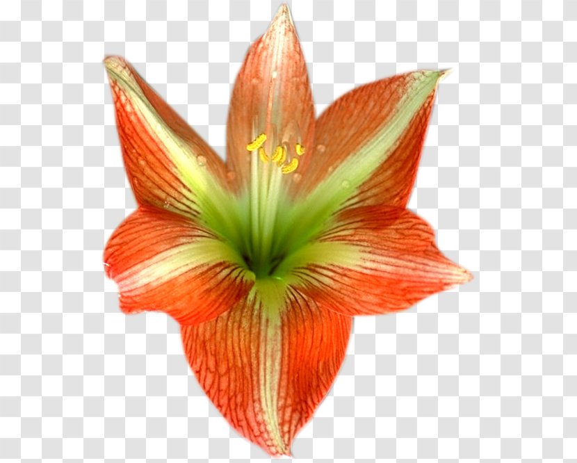 Email Flower Blog - Amaryllis Family Transparent PNG