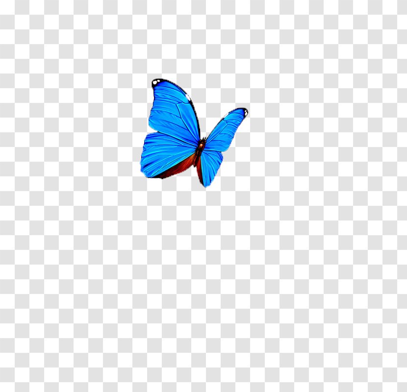 Butterfly Computer Wallpaper - Butterfly,insect,specimen Transparent PNG
