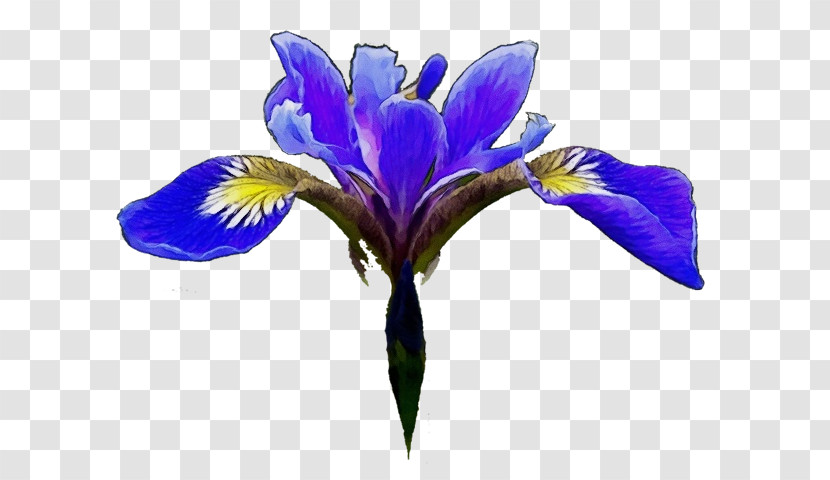 Northern Blue Flag Cut Flowers Petal Violet Flower Transparent PNG