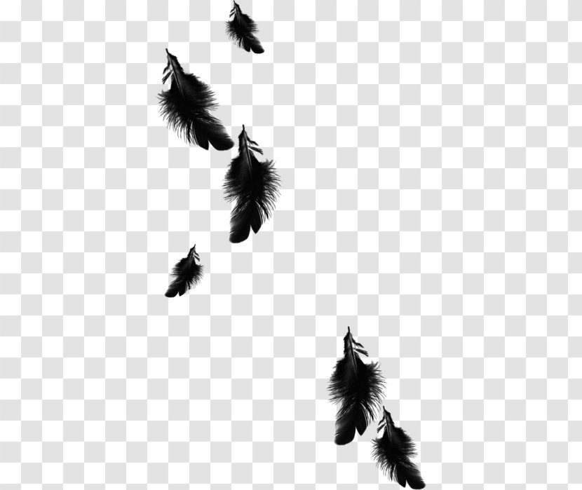 Feather Clip Art Black Euclidean Vector Transparent PNG