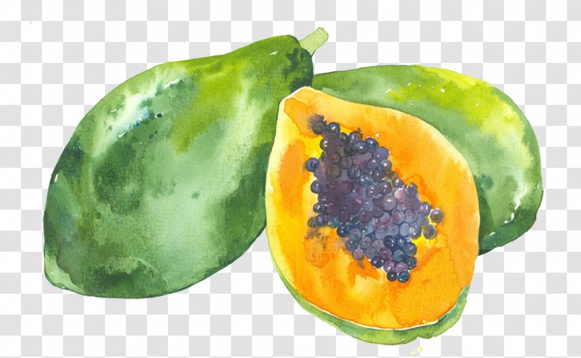 Watercolor Painting Illustration - Vegetable - Drawing Papaya Transparent PNG