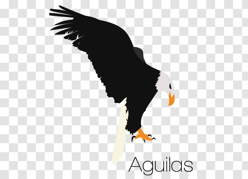 Bald Eagle Euclidean Vector Logo Graphics - Album Transparent PNG