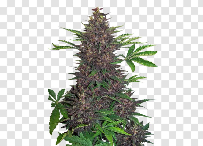 Kush Autoflowering Cannabis Seed Tetrahydrocannabinol - Purple Bud Transparent PNG