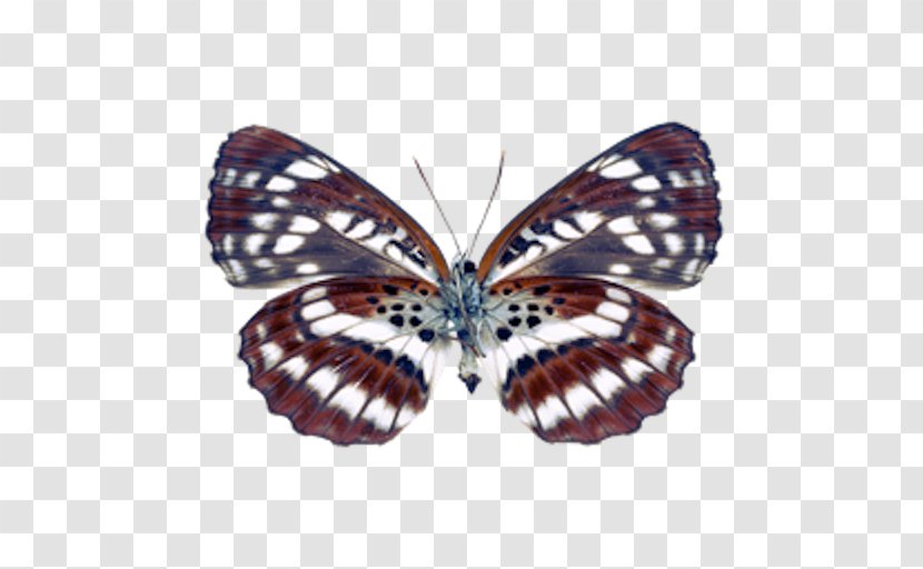 Butterfly Insect Lesser Purple Emperor Image Moth Transparent PNG