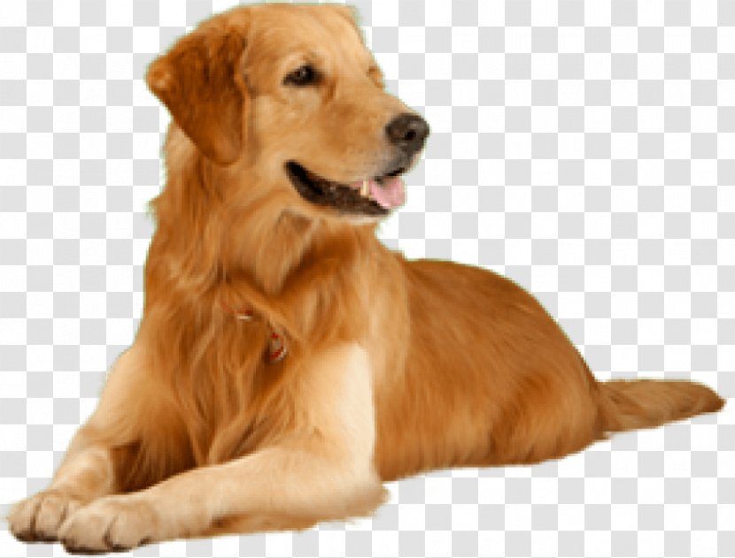 Puppy Golden Retriever Pet Image - Dog Like Mammal Transparent PNG