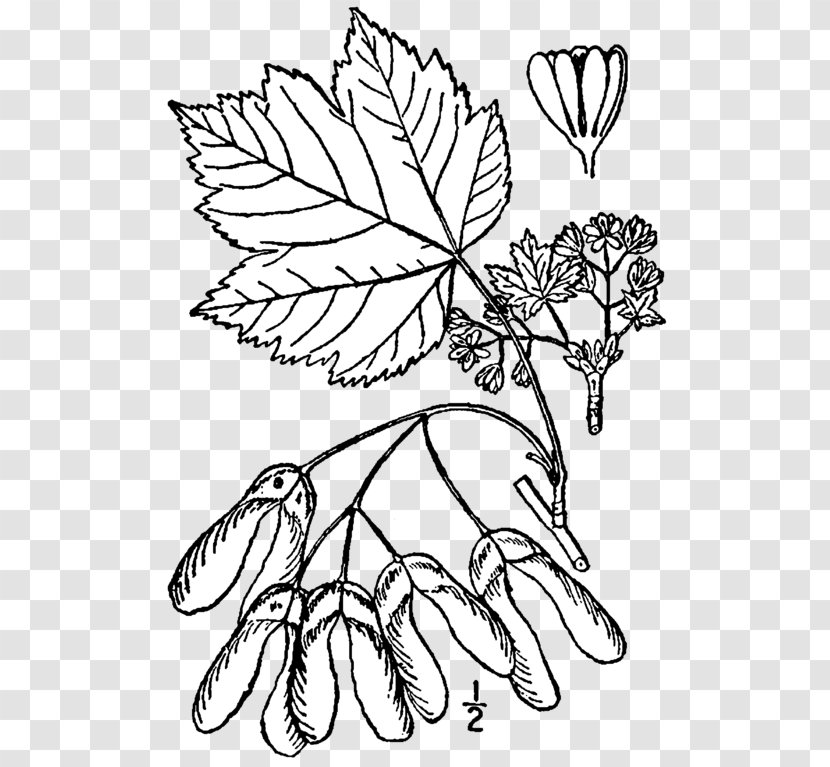 Acer Glabrum Spicatum Circinatum Drawing Shrub - Douglas Fir - Tree Transparent PNG