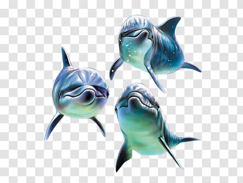 Dolphin - Cartilaginous Fish - Cute Decoration Transparent PNG