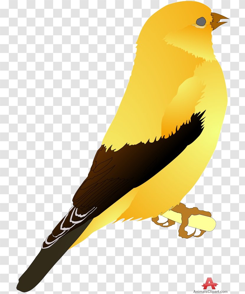 Bird Icon - Old World Oriole - Feather Canary Transparent PNG