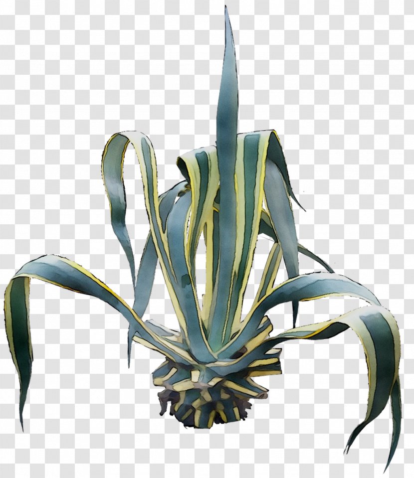 Agave Tequilana Nectar Aloe Vera Aloes - Succulent Plant Transparent PNG