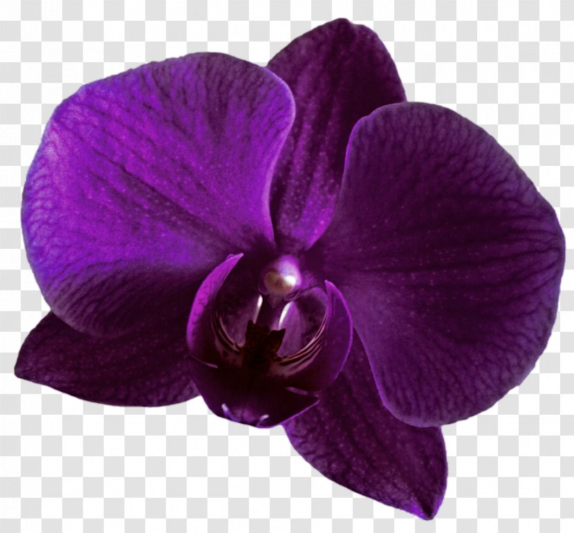 Orchids Violet Purple Clip Art - Moth Transparent PNG