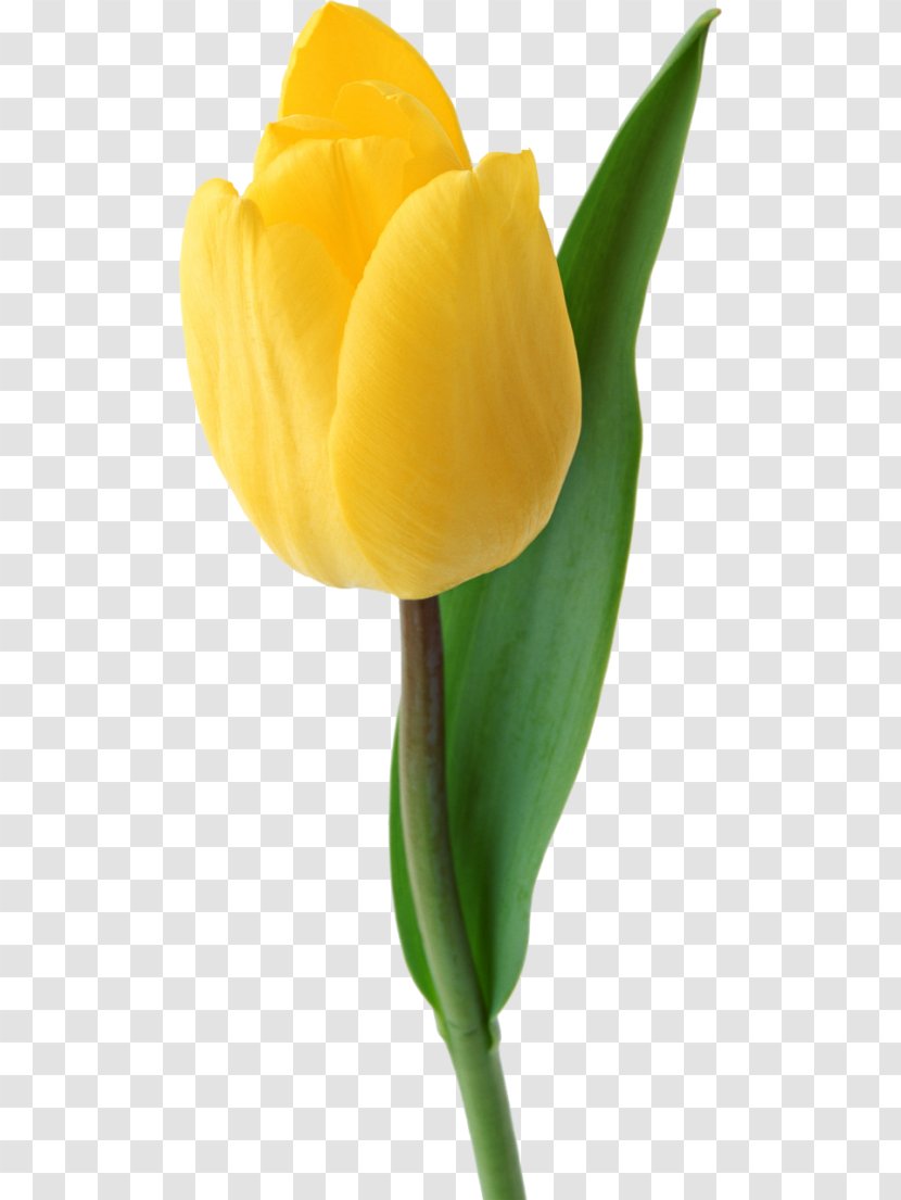 Flowers Background - Daffodil - Arum Family Lily Transparent PNG