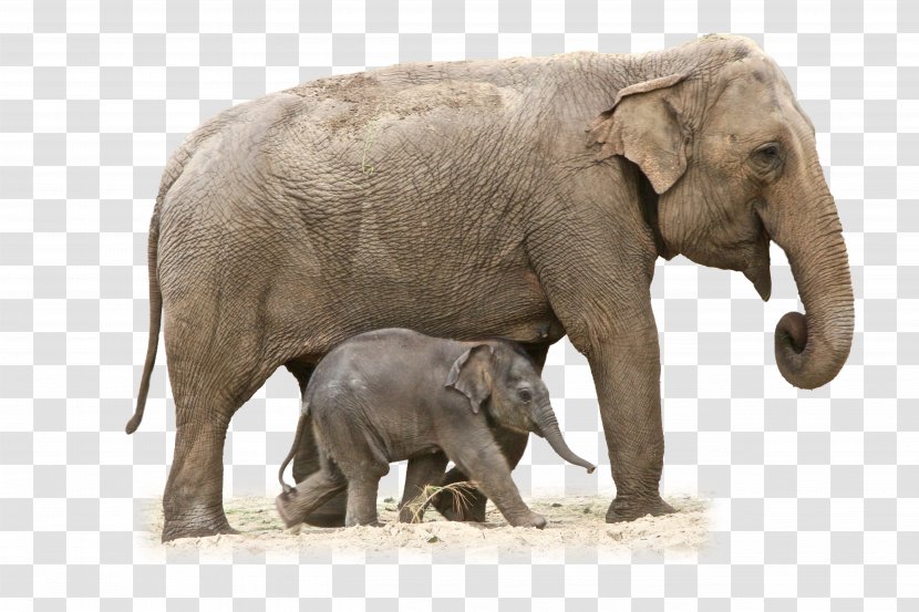 African Bush Elephant Clip Art Image - Wildlife Transparent PNG