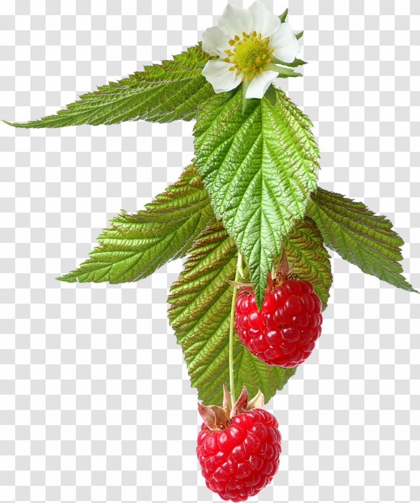 Bavarian Cream Fruit Frutti Di Bosco Clip Art - Fresh Raspberries Transparent PNG