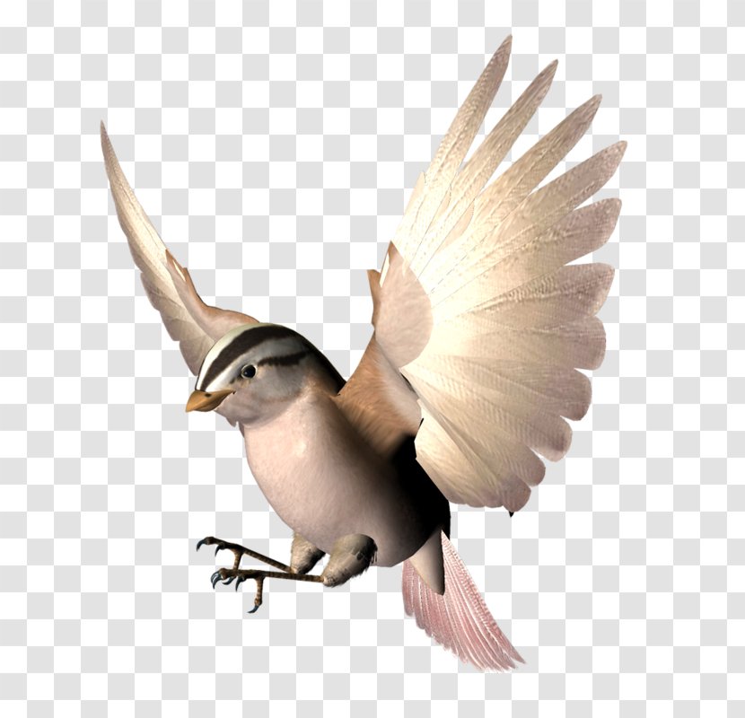 Bird Wing Beak Animation - Spreading Its Wings Transparent PNG