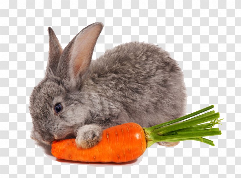 Netherland Dwarf Rabbit Carrot Eating Food - Greedy Transparent PNG