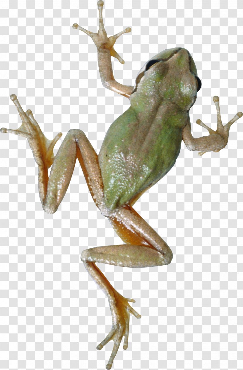 Science Principle Biology Project Research - Ranidae - Frog Transparent PNG