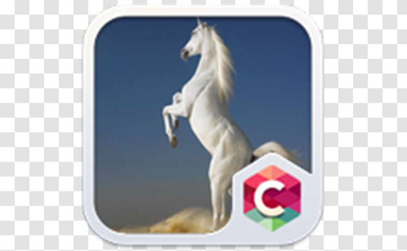 Arabian Horse Desktop Wallpaper Stallion Mare White - Horseshoe - Whitehorse Transparent PNG