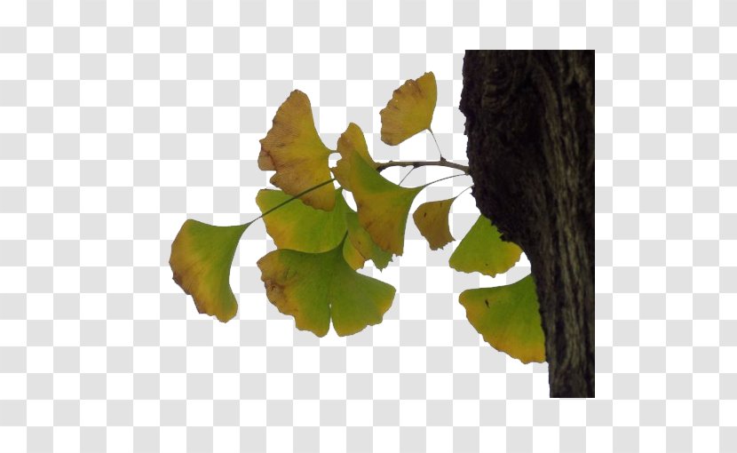 Leaf Plant Apricot Transparent PNG