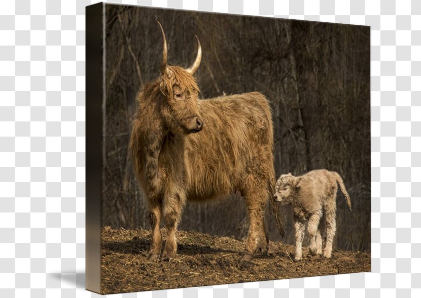 Highland Cattle Domestic Yak Ox Imagekind Horn - Scottish Highlands Transparent PNG