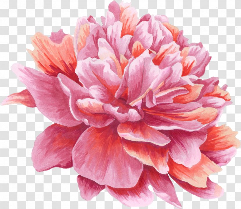 Image Flower Peony JPEG - Burgundypeony Vector Transparent PNG