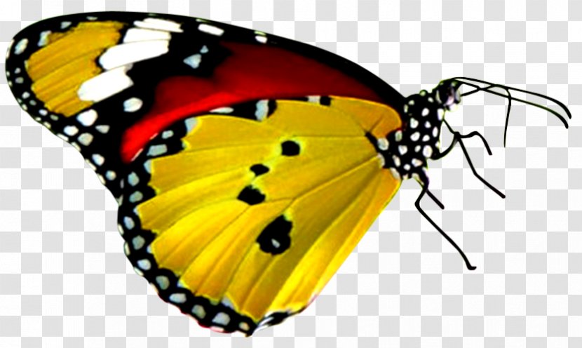 Butterfly Desktop Wallpaper B. Butterflies Display Resolution - Yellow - Background Transparent PNG