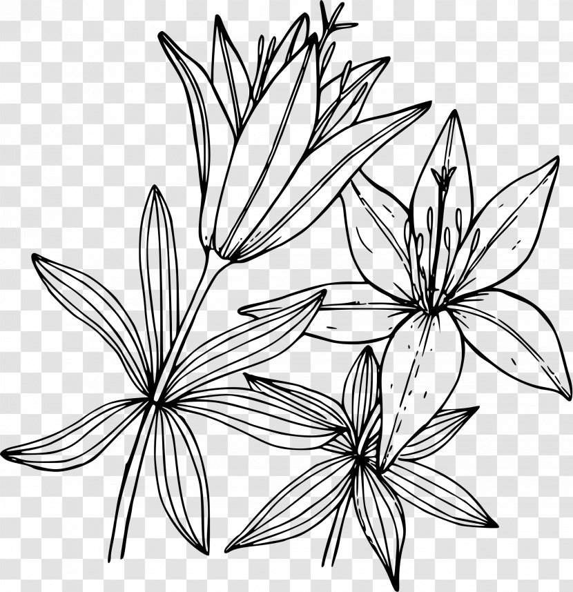 Lilium Flower Line Art Drawing - Petal - Lily Transparent PNG