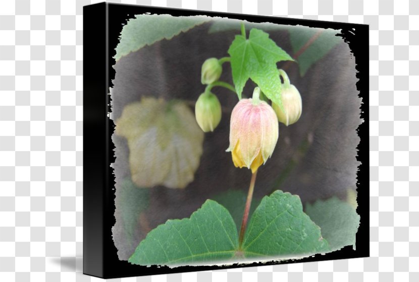 Flowering Plant Wildflower - Bud - Lantern In Kind Transparent PNG