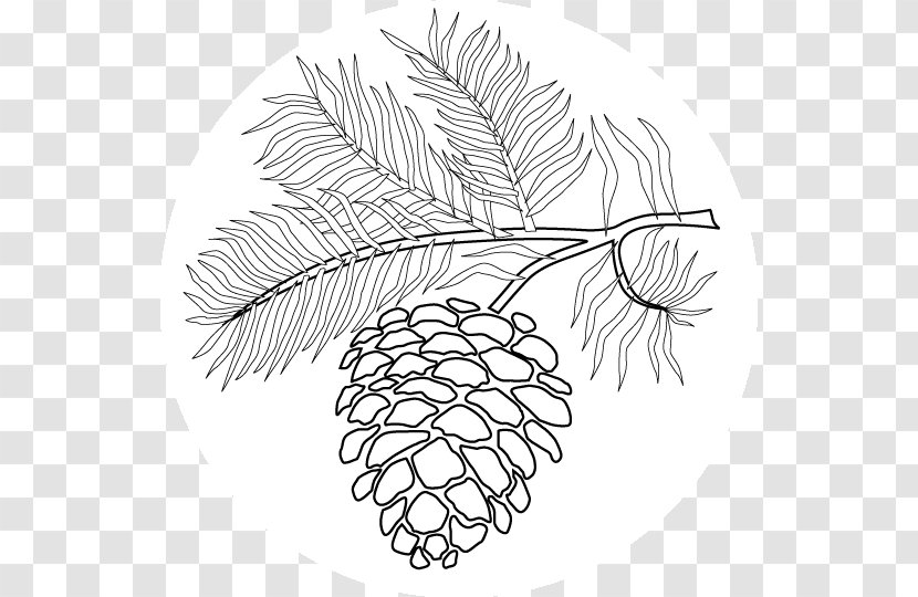 Clip Art Conifer Cone Eastern White Pine Drawing Image - Redwood Transparent PNG