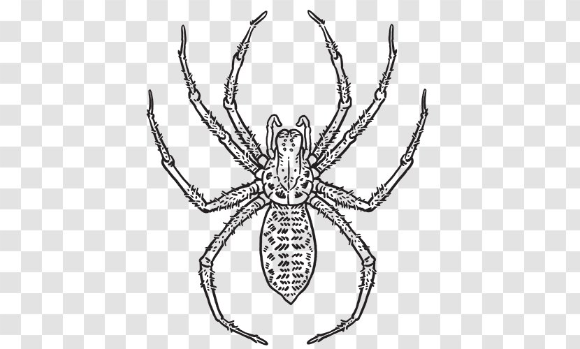 Hobo Spider Web Southern Black Widow Tegenaria Domestica Transparent PNG