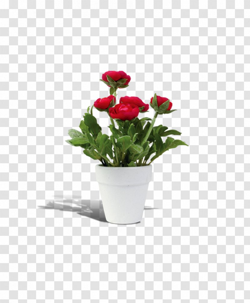 Flowerpot Rosa Chinensis - Rose - Flower Pot Transparent PNG