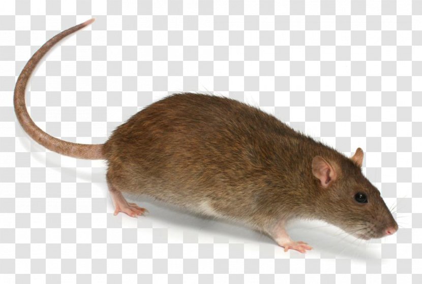 Brown Rat Rodent Mouse Trap - Trapping Transparent PNG