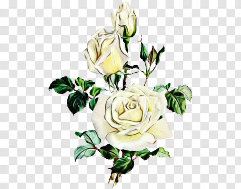 Garden Roses Transparent PNG