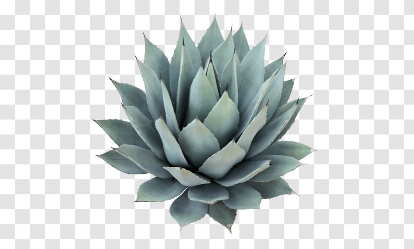 Agave Azul Nectar Cactaceae Tequila Salmiana - Plant Transparent PNG