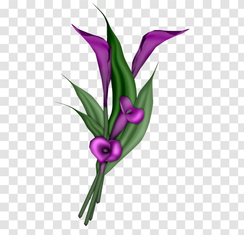 Flower Arum-lily Clip Art - Floristry Transparent PNG