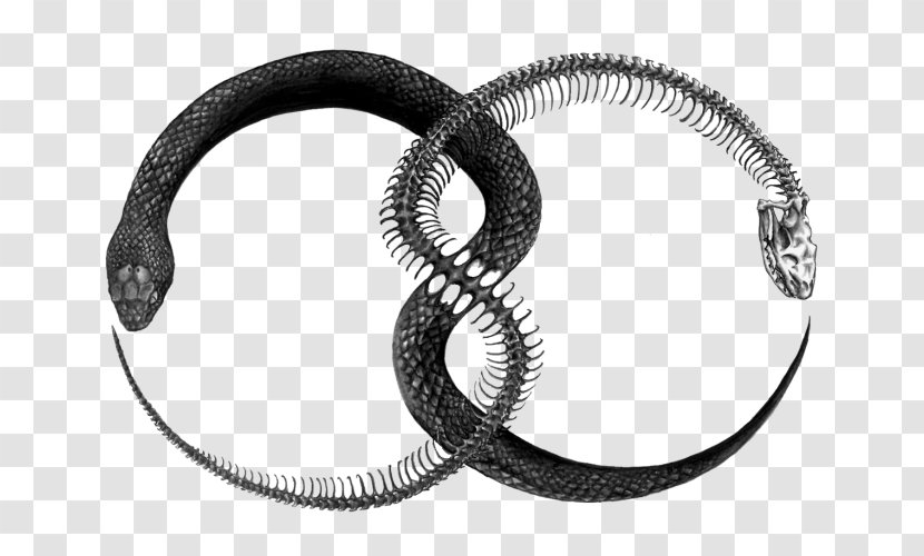 Ouroboros Apollonian And Dionysian Eternal Return Clip Art - Serpent - Eternity Transparent PNG