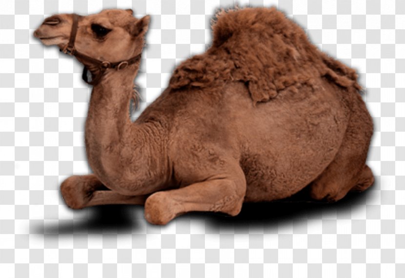Dromedary Bactrian Camel Milk Image - File Formats Transparent PNG