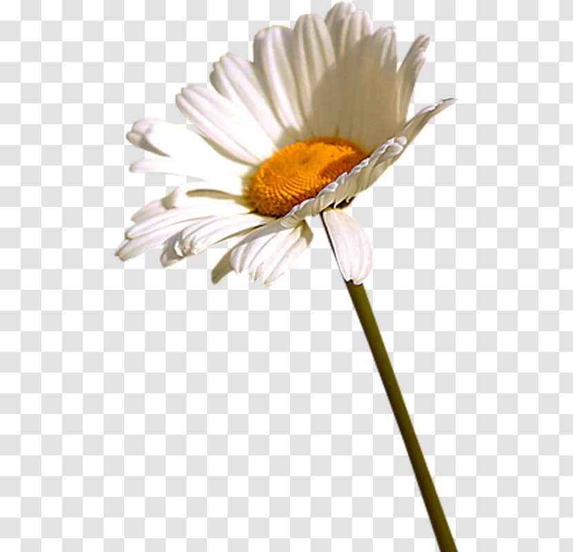 Flower Oxeye Daisy German Chamomile Clip Art - Tulip Transparent PNG