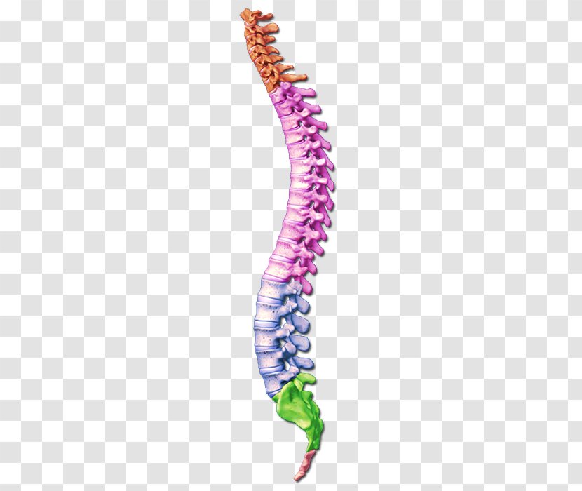 Vertebral Column Human Skeleton Lumbar Vertebrae Atlas - Anatomy Transparent PNG