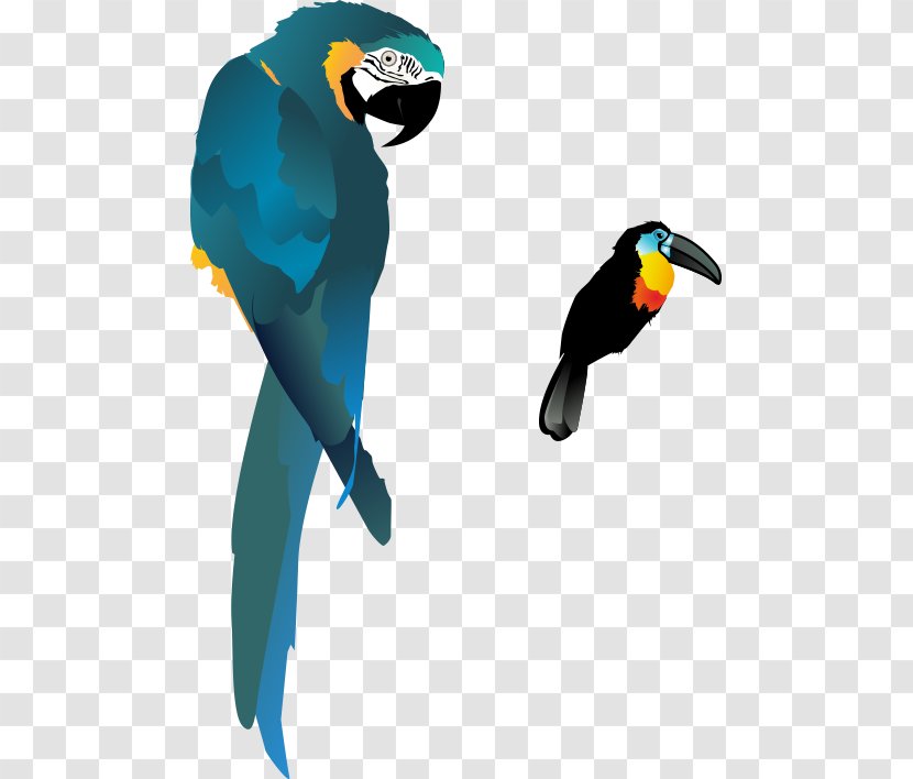 Bird True Parrot Macaw - Drawing - Cartoon Hand Colored Transparent PNG